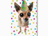 Chihuahua Birthday Cards Chihuahua Birthday Cards