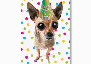 Chihuahua Birthday Cards Chihuahua Birthday Cards