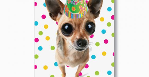 Chihuahua Birthday Cards Chihuahua Birthday Cards