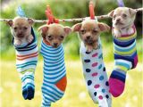 Chihuahua Birthday Cards Chihuahuas Birthday Card Hanging Out together Cute Puppy