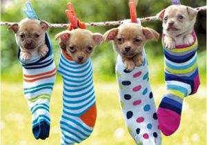 Chihuahua Birthday Cards Chihuahuas Birthday Card Hanging Out together Cute Puppy
