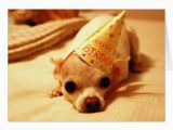 Chihuahua Birthday Cards Cute Chihuahua Dog Greeting Card Zazzle Com