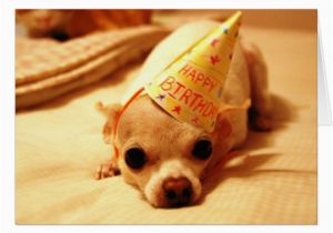 Chihuahua Birthday Cards Cute Chihuahua Dog Greeting Card Zazzle Com