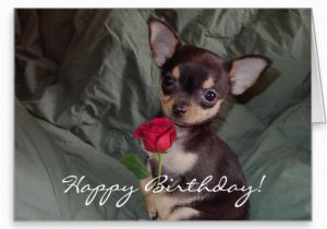 Chihuahua Birthday Cards Happy Birthday Wishes with Dog Page 10