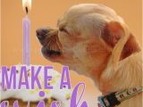 Chihuahua Birthday Cards Items Similar to Chihuahua Birthday Card Dog Birthday