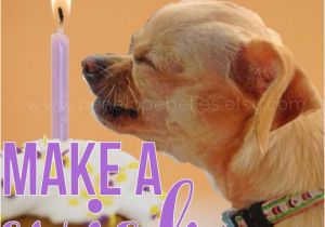 Chihuahua Birthday Cards Items Similar to Chihuahua Birthday Card Dog Birthday