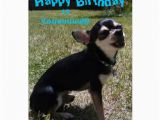 Chihuahua Birthday Cards Pin Cute Chiwawa On Pinterest