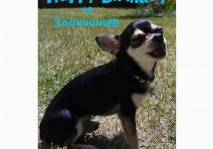 Chihuahua Birthday Cards Pin Cute Chiwawa On Pinterest