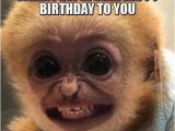 Clean Birthday Memes You Look Like A Monkey Birthday Humor Humor Jokes