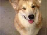 Corgi Birthday Meme 10 Funny Corgi Memes