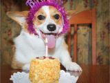 Corgi Birthday Meme 1000 Images About Corgi Birthdays On Pinterest Corgis