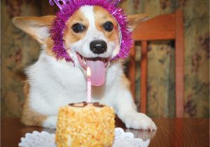 Corgi Birthday Meme 1000 Images About Corgi Birthdays On Pinterest Corgis