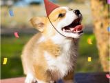 Corgi Birthday Meme 1000 Images About Corgi Birthdays On Pinterest Parties