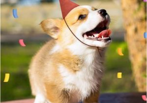 Corgi Birthday Meme 1000 Images About Corgi Birthdays On Pinterest Parties