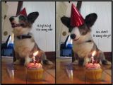 Corgi Birthday Meme 1209 Best Images About