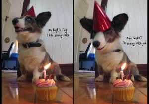 Corgi Birthday Meme 1209 Best Images About