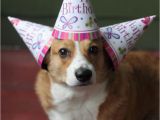 Corgi Birthday Meme 44 Best Images About Birthday Animals On Pinterest