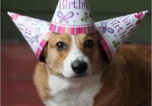 Corgi Birthday Meme 44 Best Images About Birthday Animals On Pinterest