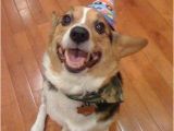 Corgi Birthday Meme 95 Best Corgis In Party Hats Images On Pinterest Corgi