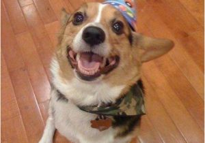 Corgi Birthday Meme 95 Best Corgis In Party Hats Images On Pinterest Corgi