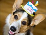 Corgi Birthday Meme Fun Hat Friday the Daily Corgi