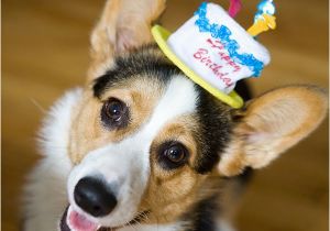 Corgi Birthday Meme Fun Hat Friday the Daily Corgi