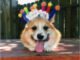 Corgi Birthday Meme Happy Birthday Corgi Meme 6 Happy Birthday World