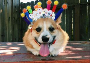 Corgi Birthday Meme Happy Birthday Corgi Meme 6 Happy Birthday World