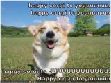 Corgi Birthday Meme Happy Birthday Nikopower General Game Discussion