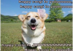 Corgi Birthday Meme Happy Birthday Nikopower General Game Discussion