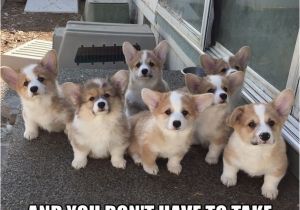 Corgi Birthday Meme Happy Friday Corgi Meme Www Imagenesmy Com