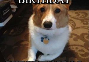 Corgi Birthday Meme Nancy Corgi I Don 39 T Always Say Happy Birthday On Memegen