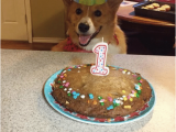 Corgi Birthday Meme T Friend Wanna Hangout tonight Me Can 39 T I 39 M Celebrating A