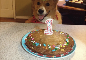 Corgi Birthday Meme T Friend Wanna Hangout tonight Me Can 39 T I 39 M Celebrating A