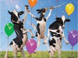 Cow Birthday Decorations Funny Mad Cow Party Birthday Card Balloons Dancing Cows