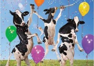 Cow Birthday Decorations Funny Mad Cow Party Birthday Card Balloons Dancing Cows