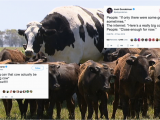 Cow Birthday Meme Cow Funny Birthday Memes Www topsimages Com