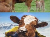 Cow Birthday Meme Cow Memes Best Collection Of Funny Cow Pictures