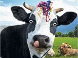 Cow Birthday Meme Details About Funny Cow Streamers Birthday Card Happy