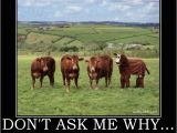 Cow Birthday Meme Funny Quotes About Cows Quotesgram