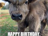 Cow Birthday Meme Happy Birthday Cow Meme Best Happy Birthday Wishes