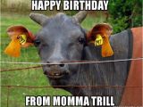 Cow Birthday Meme Happy Birthday From Momma Trill Hairless Cow Make A Meme