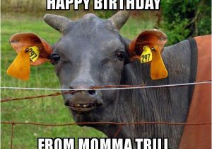 Cow Birthday Meme Happy Birthday From Momma Trill Hairless Cow Make A Meme