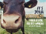 Cow Happy Birthday Meme 21 Best Happy Birthday Images On Pinterest Happy
