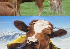 Cow Happy Birthday Meme Cow Memes Best Collection Of Funny Cow Pictures