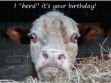 Cow Happy Birthday Meme Funny Birthday Card I Quot Herd Quot It 39 S Your Birthday Card