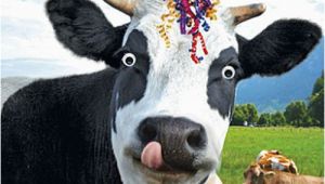 Cow Happy Birthday Meme Funny Cow Streamers Birthday Card Happy Birthday to Moo