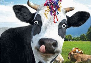 Cow Happy Birthday Meme Funny Cow Streamers Birthday Card Happy Birthday to Moo
