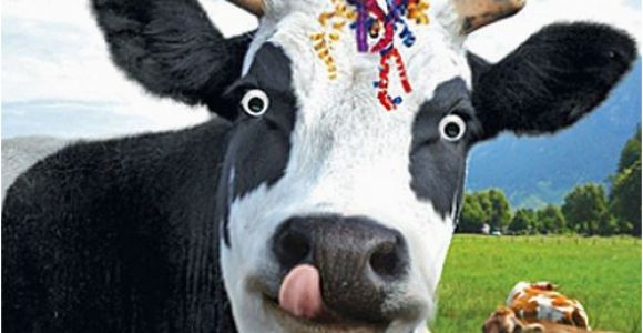 Cow Happy Birthday Meme Funny Cow Streamers Birthday Card Happy Birthday to Moo