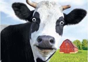 Cow Happy Birthday Meme Gogglies 3d Moving Eyes Funny Cow Moo Ving House Card 1stp